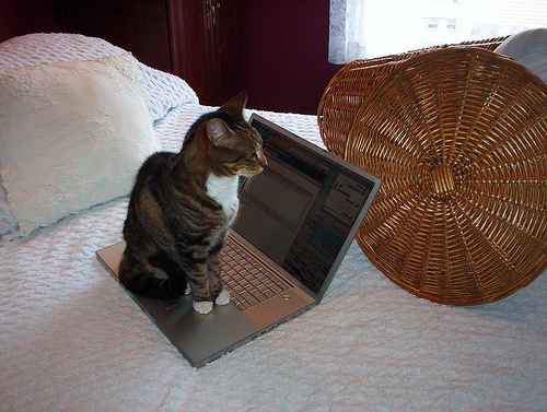Blogging for Cats